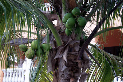 Kokospalmen auf Captiva Key, Florida© Copyright Monika Fuchs, TravelWorldOnline