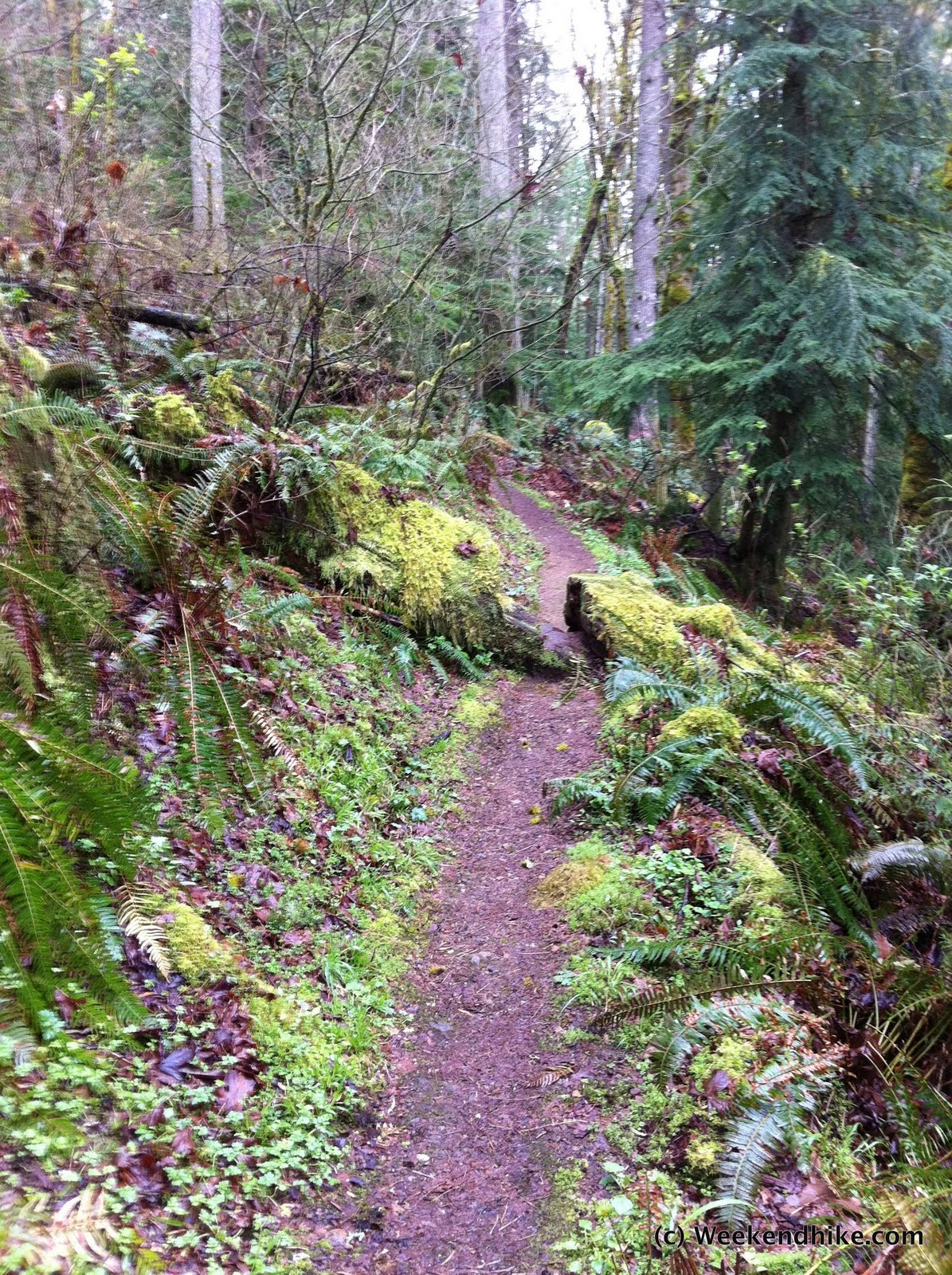 Weekend Hike Cougar Mountain Licorice Fern to Far Country Falls