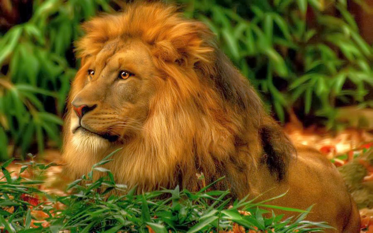 21 Incredible Pics of African lion's, White Lions, Baby Lions | Hindi