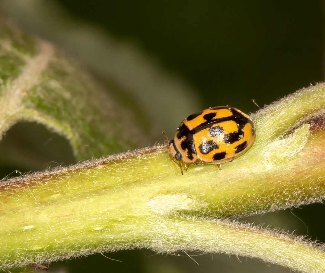 14-spot Ladybird, Propylea quattuordecimpunctata, on Wayfaring-tree, Viburnum lantana. Burnt Gorse, High Elms Country Park, 5 May 2014. 14-spot Ladybird, Propylea quattuordecimpunctata, on Wayfaring-tree, Viburnum lantana. Burnt Gorse, High Elms Country Park, 5 May 2014.