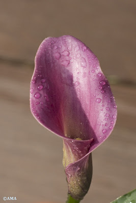 Cala (Zantedeschia)