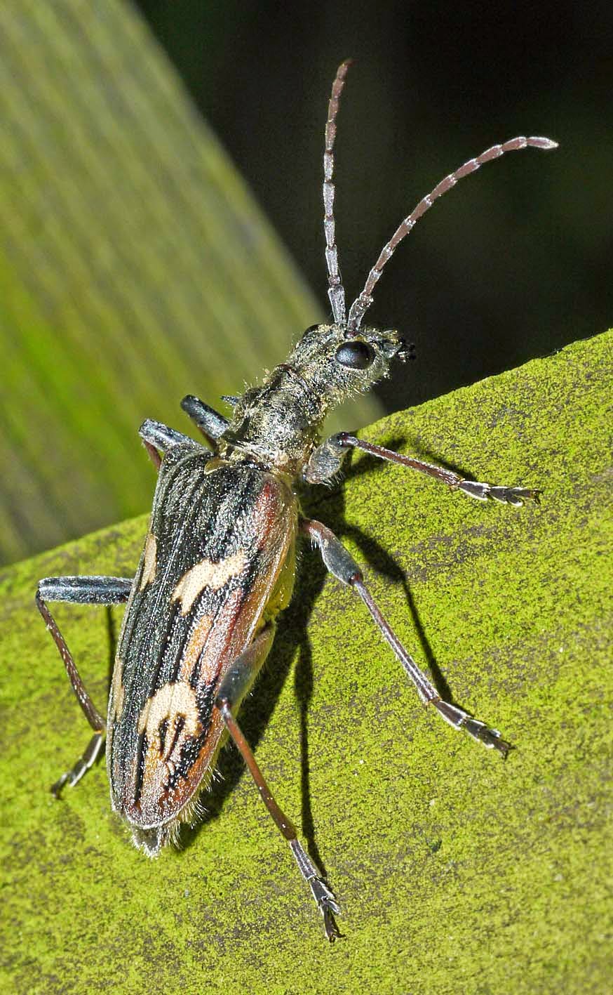 cabinet of curiosities longhorn beetle long horn beetle