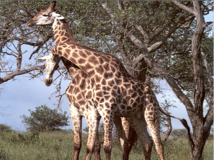 Habitat Naturales Hábitat Terrestre