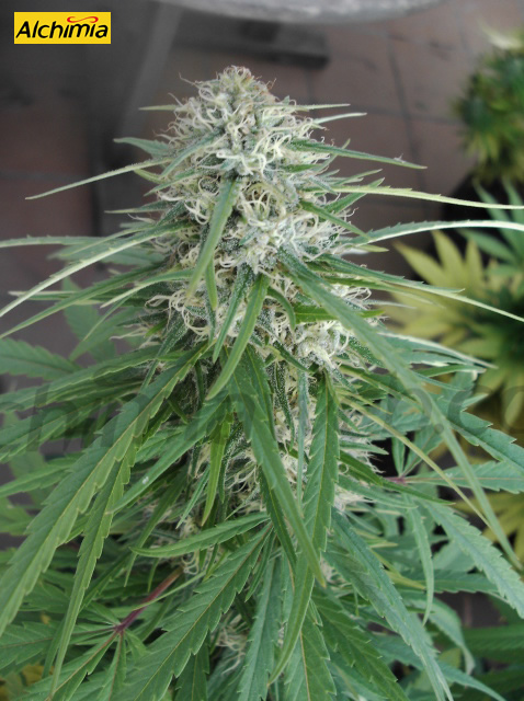Las hojas de la marihuana se fuman? - LaMota GrowShop