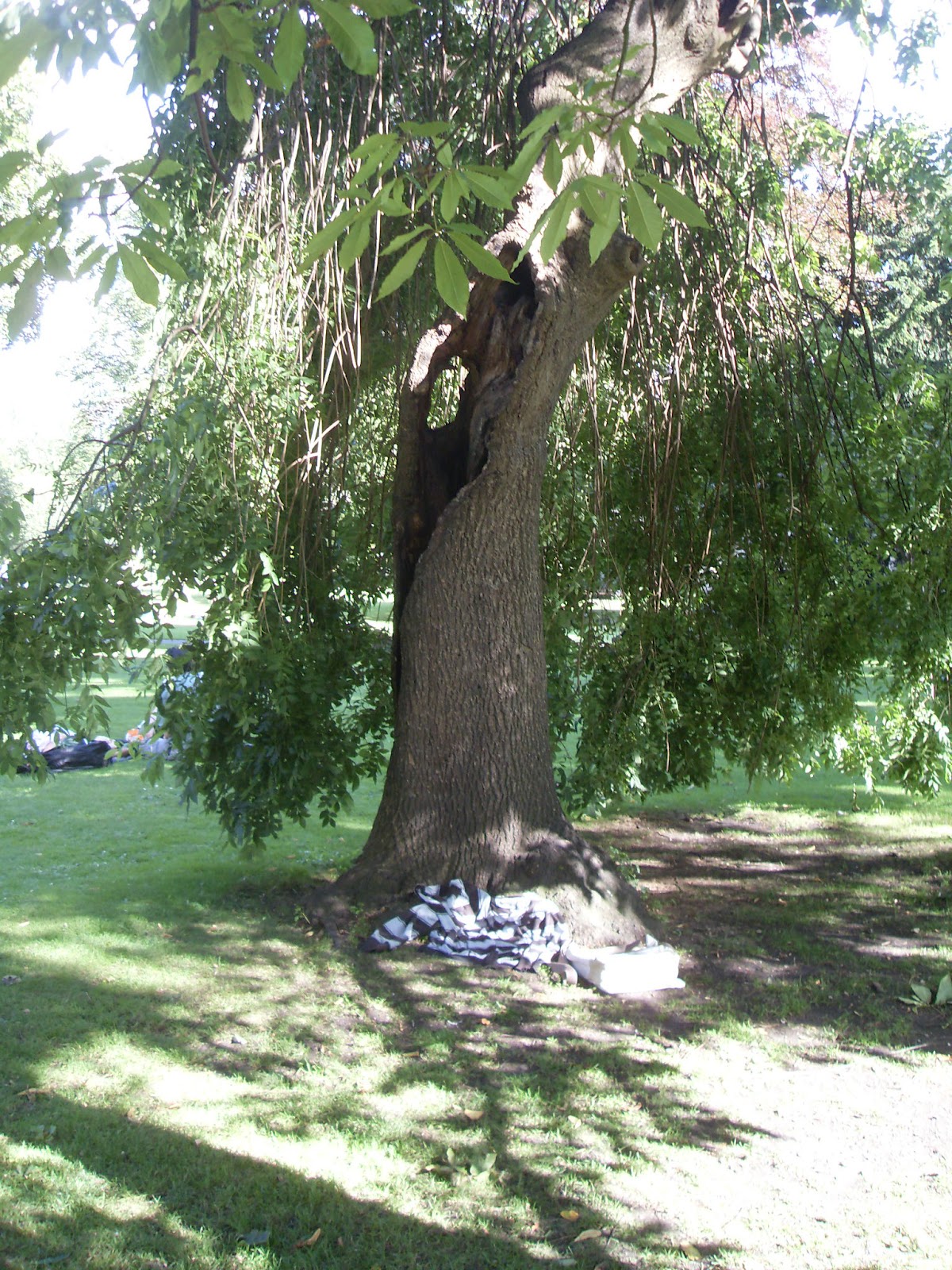 My Albion Under the Greenwood Tree