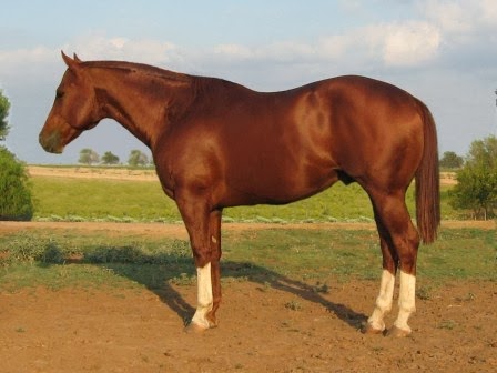 Secretariat El Mejor Caballo De La Historia Mi Opinion