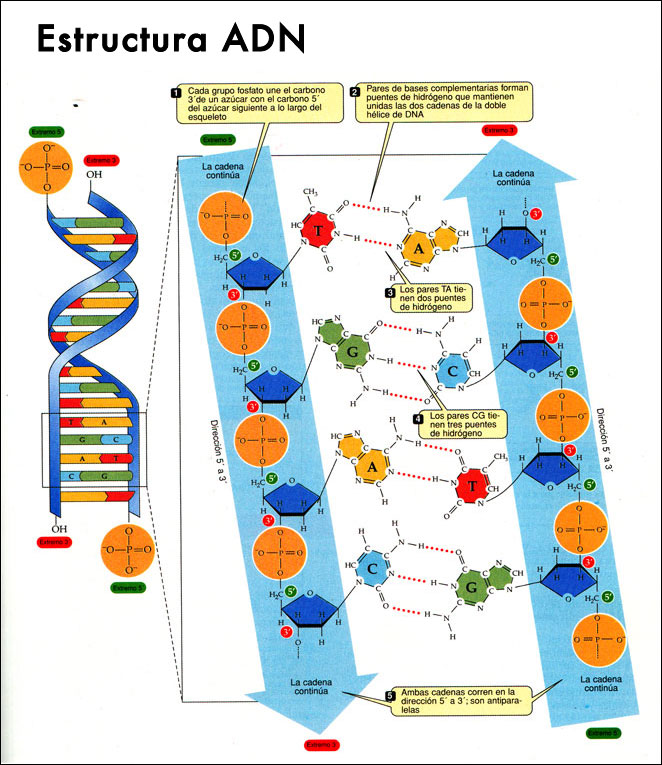 estructura del adn. estructura del adn.