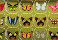 JUEGA CON LAS MARIPOSAS