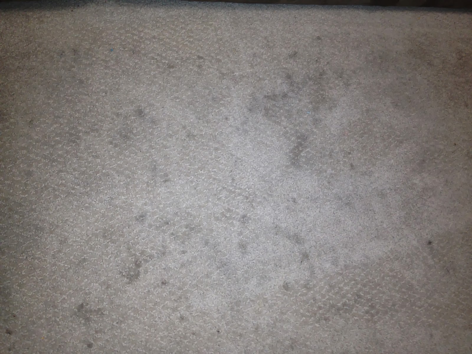 The DIY Guinea Pig Carpet Cleaner with Oxiclean