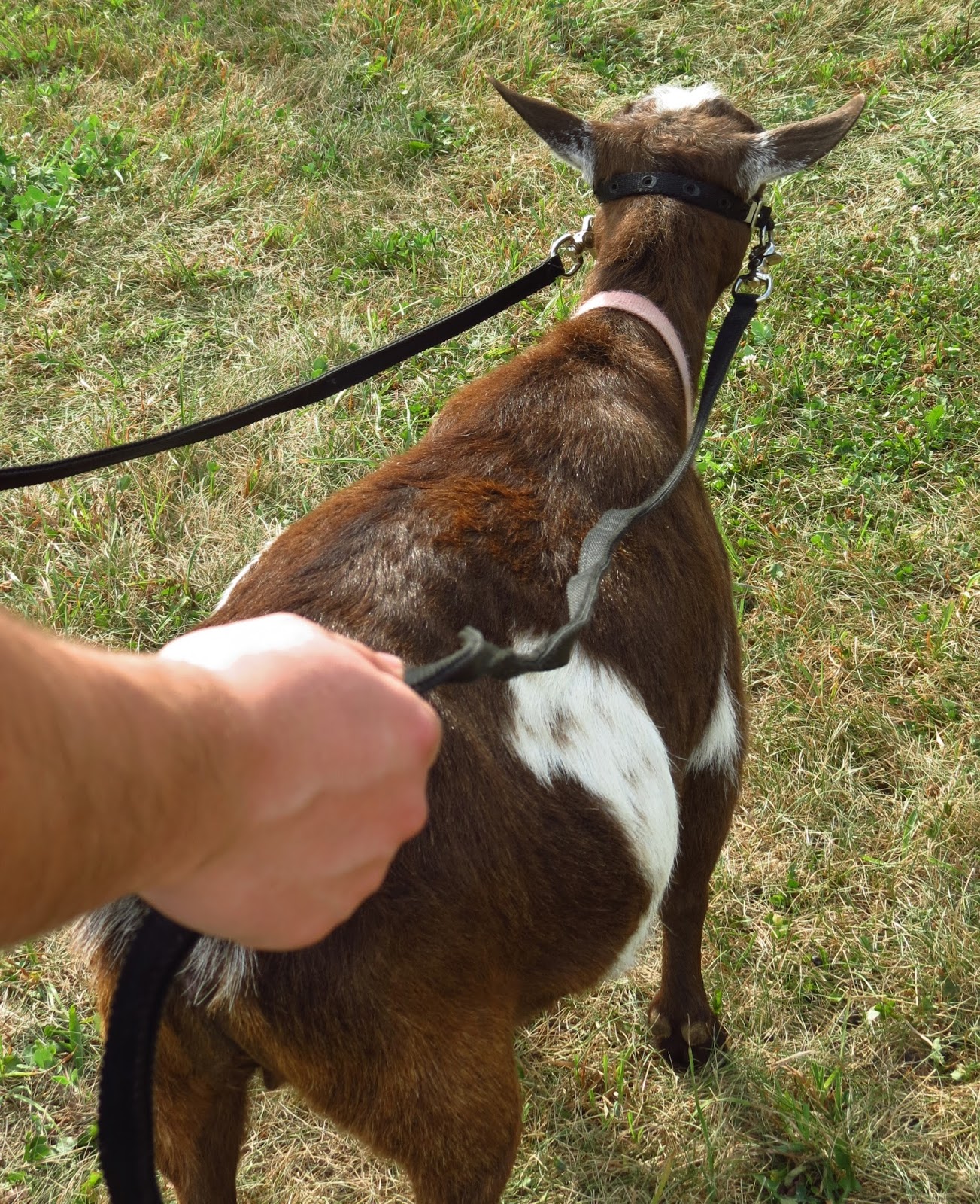 Working Goats Beginning the Long Haul The Thrifty Homesteader