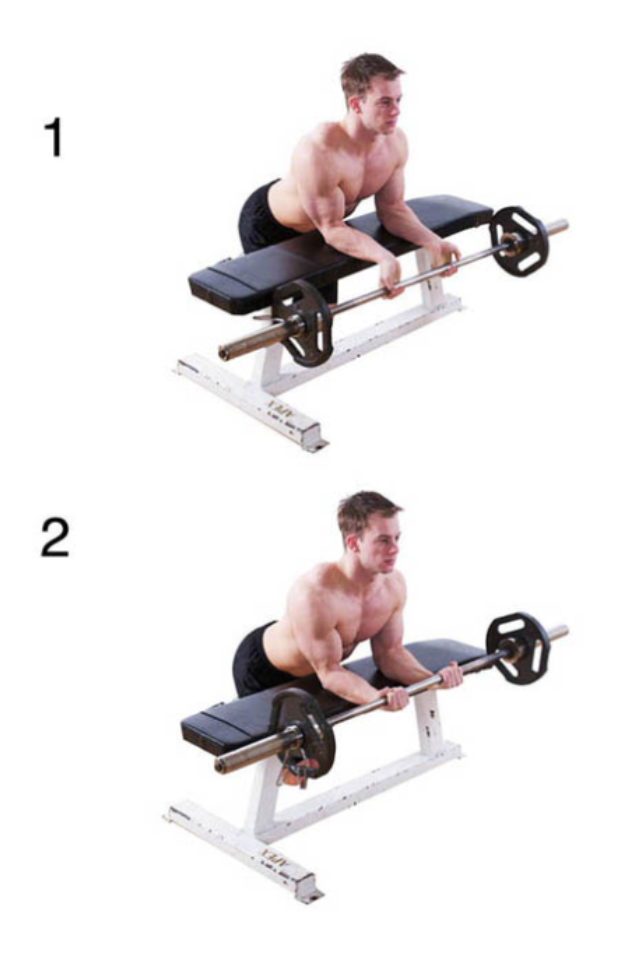 exercices de musculation du dos