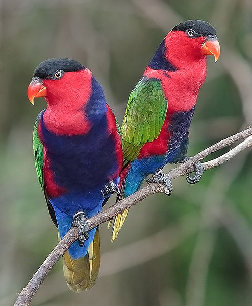 Lory Parrot