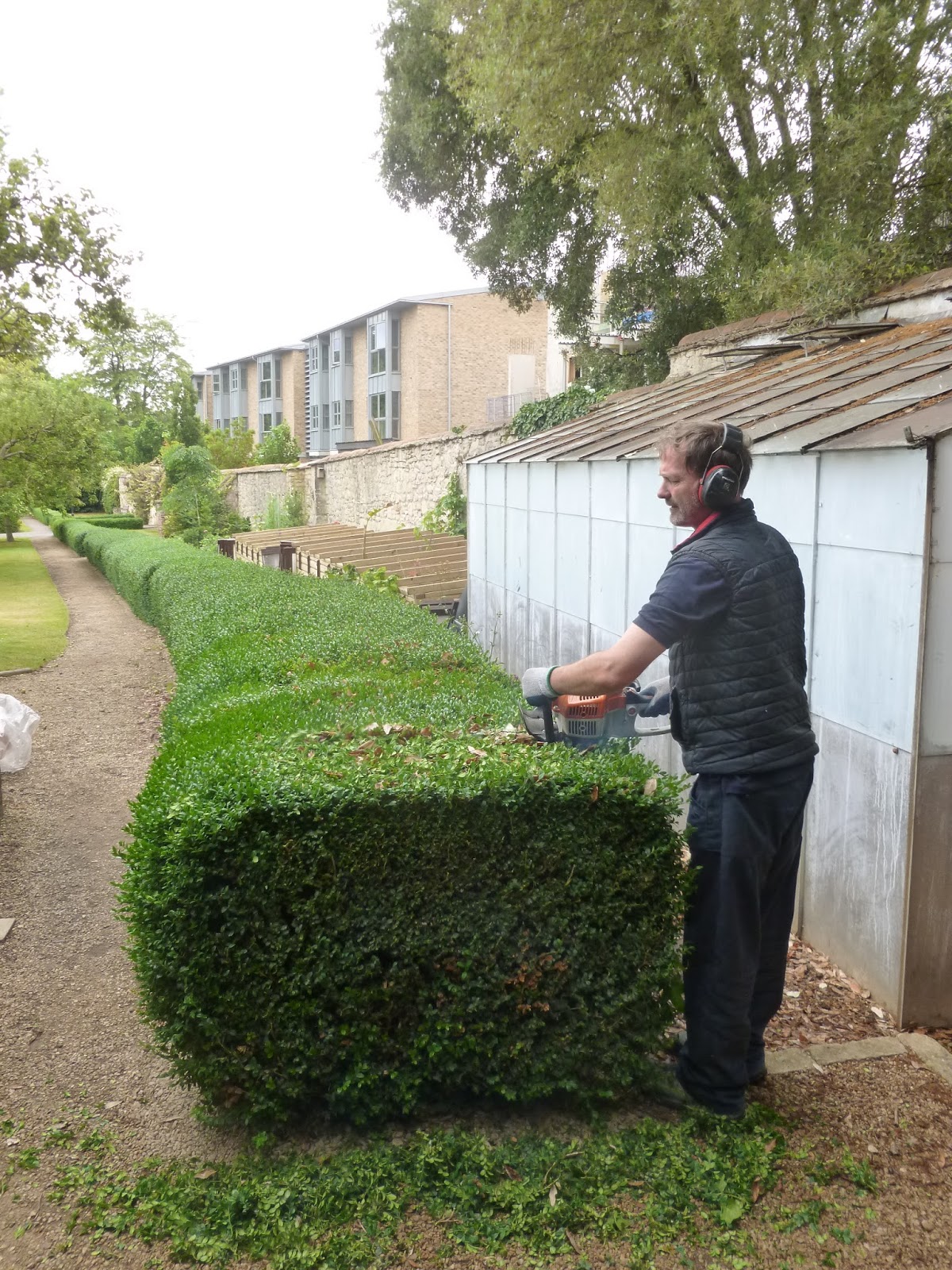 Worcester College Gardeners 20092018 A Morning Of Cutting Box Hedging