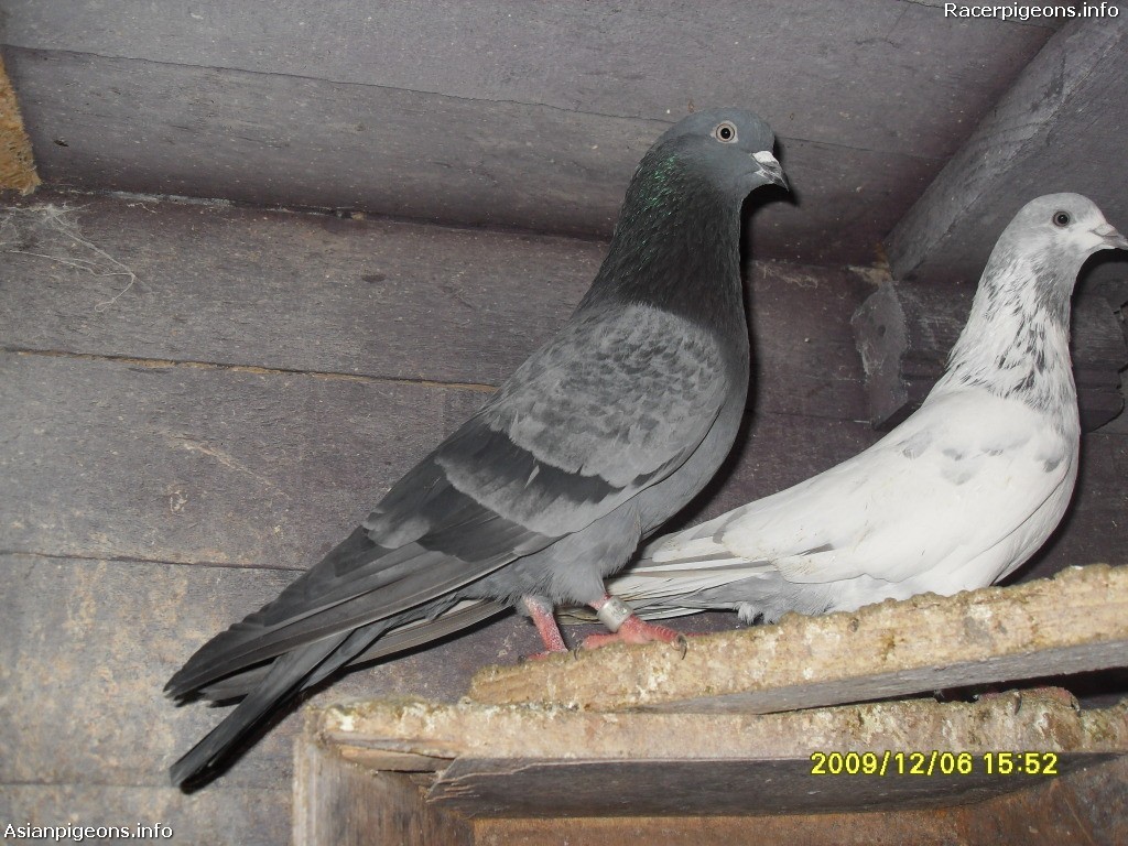 High+Fly+Pigeons pakistani high flying pigeons List of pigeon breeds indian pigeons for ...