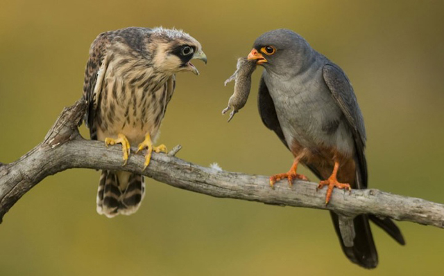 Imagens de animais mais incríveis já vistas