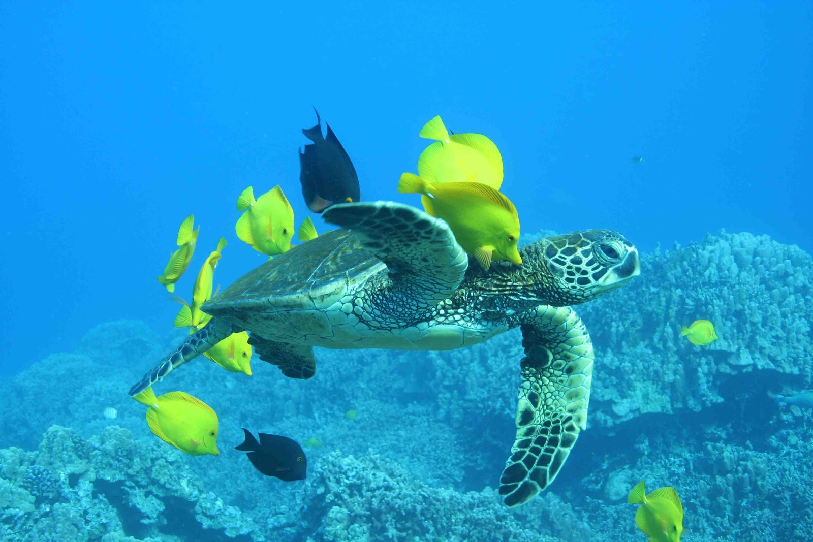 Safari destination and travel to the land of Ivory Coast | African Safari