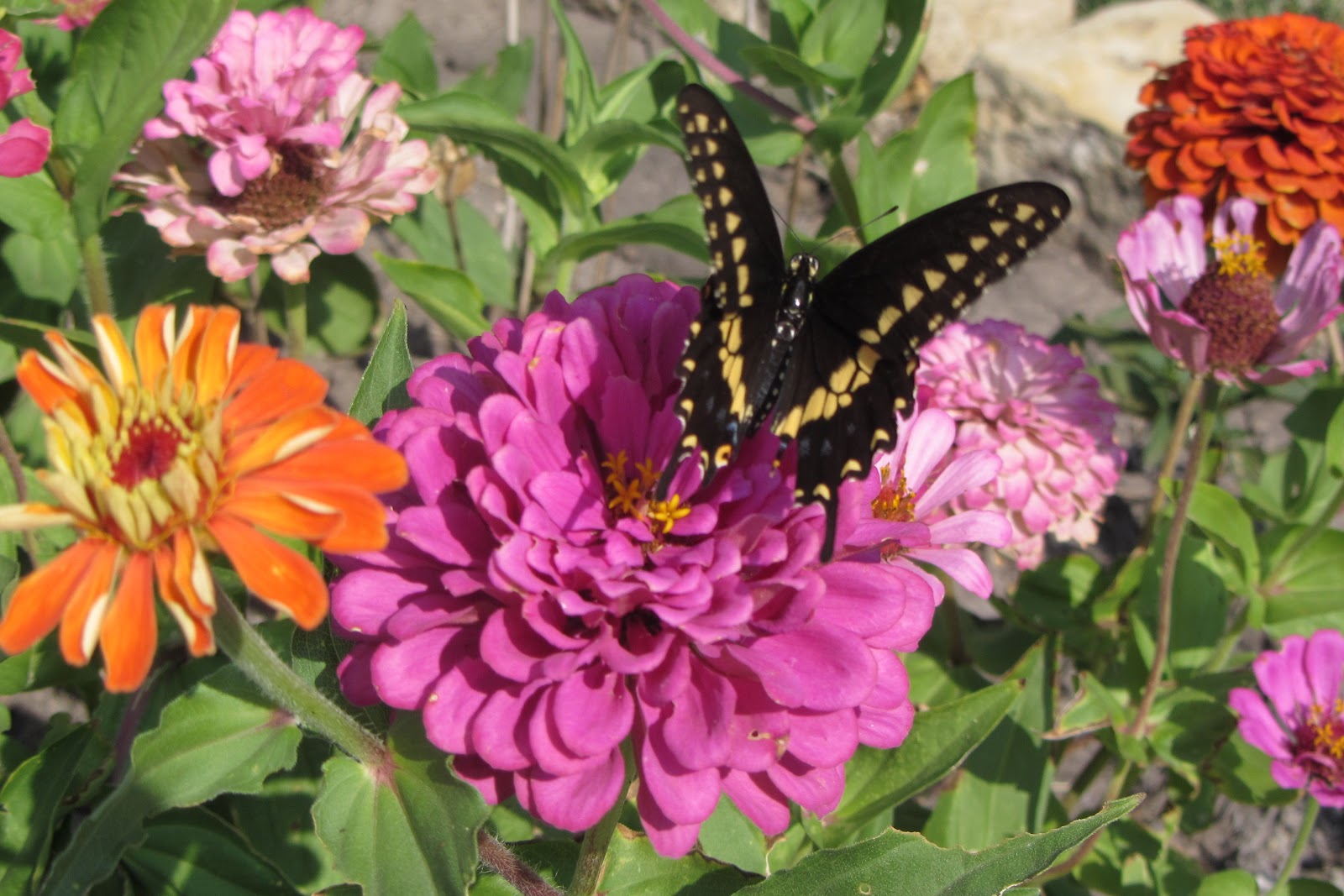 Country Blessings Zinnias and butterflies