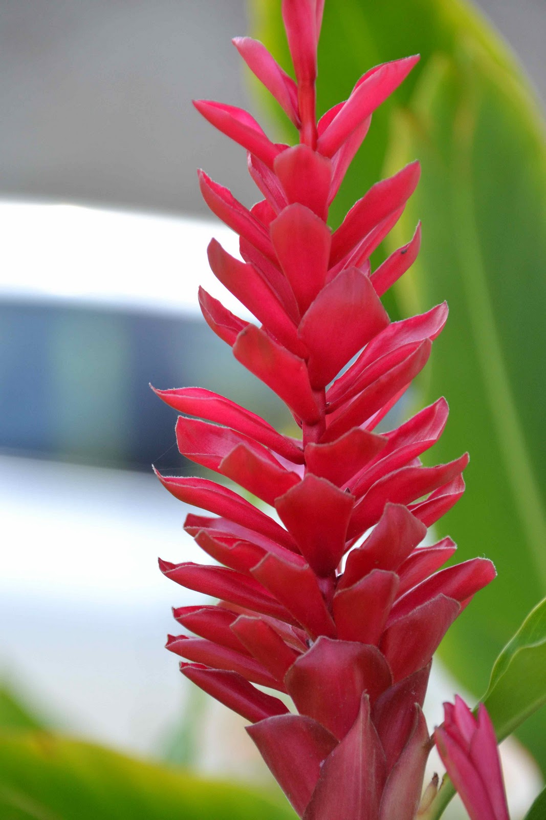 SoHo Visuals 101 Jamaica's Flora, Fauna...and a Bird in a Tree??