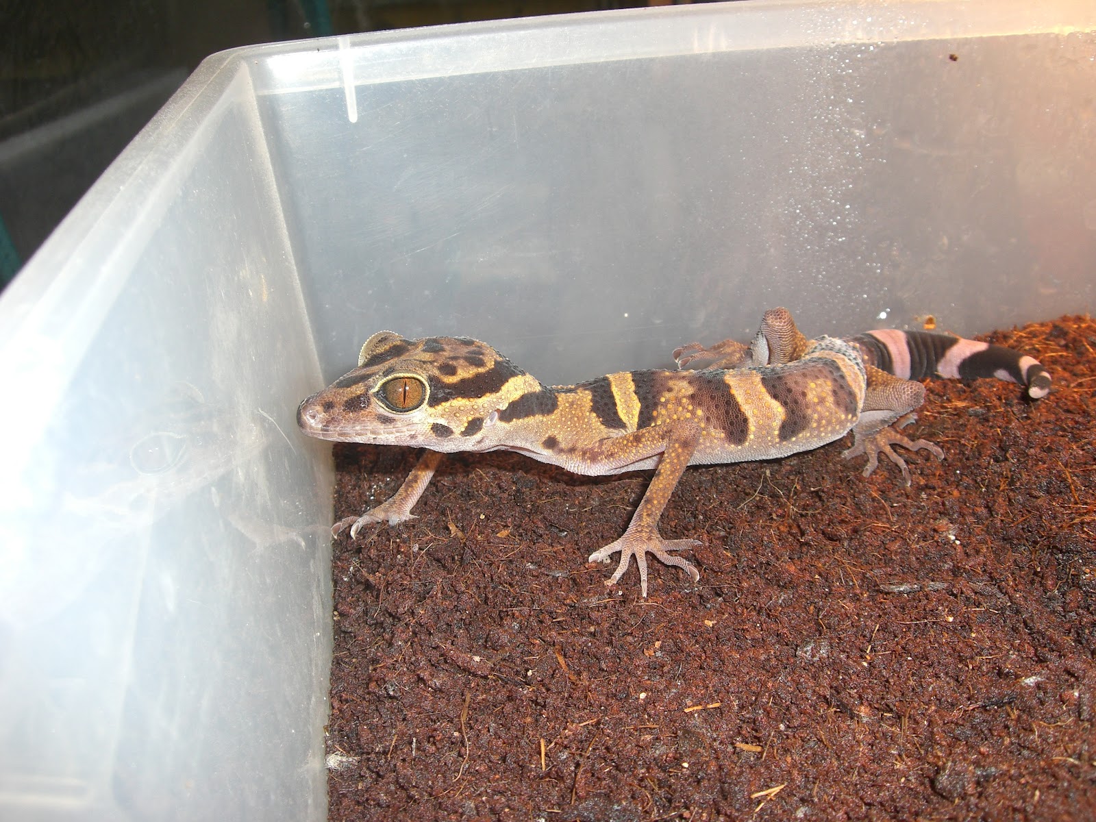 部屋と蛇様と私 精悍な顔立ち