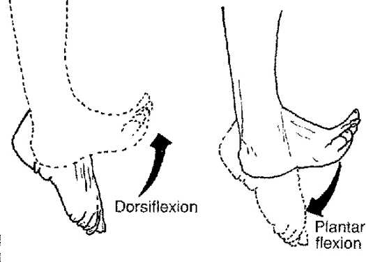 Ankle Plantar Flexors