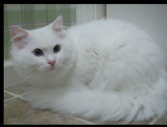 Ragdoll Cats Information Breeds Pictures Facts About The