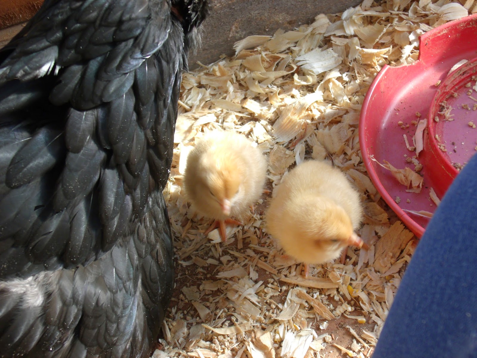 Cabin In The Woods Baby Chicks and Raising Chickens