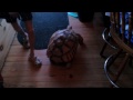 Tortoise video