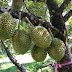 Dintanbunakikan : Budidaya Durian Lokal Blora Terus Dikembangkan