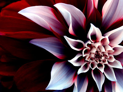 Wallpapers - HD Desktop Wallpapers Free Online: Flower Wallpapers
