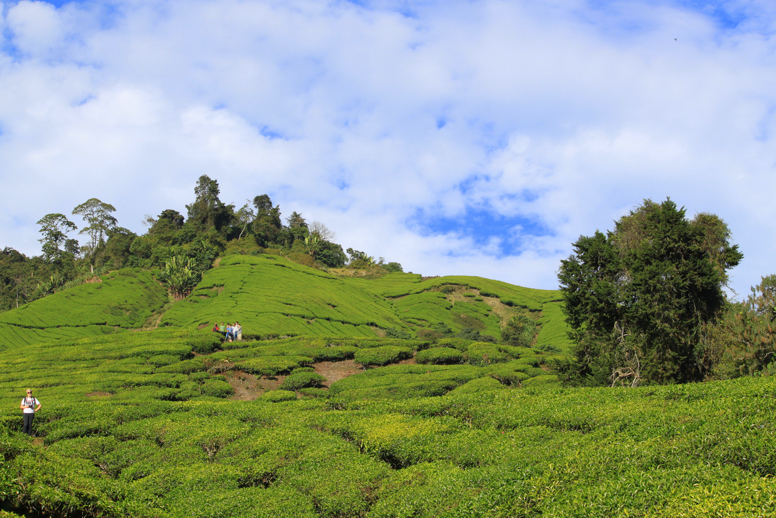 Cameron Highlands - Plantation de thé