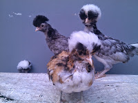 Anakan Ayam Poland Anakan Ayam Poland