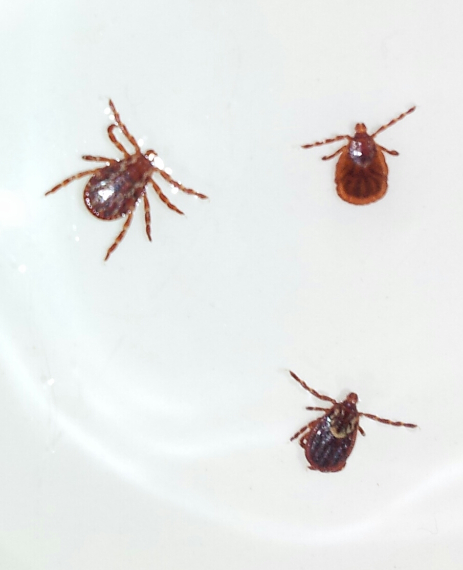 Ticks In Dogs Ear How To Remove Ticks In Dogs Ear How To Remove