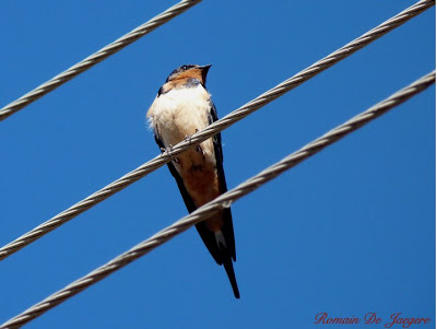 Birding Nicaragua