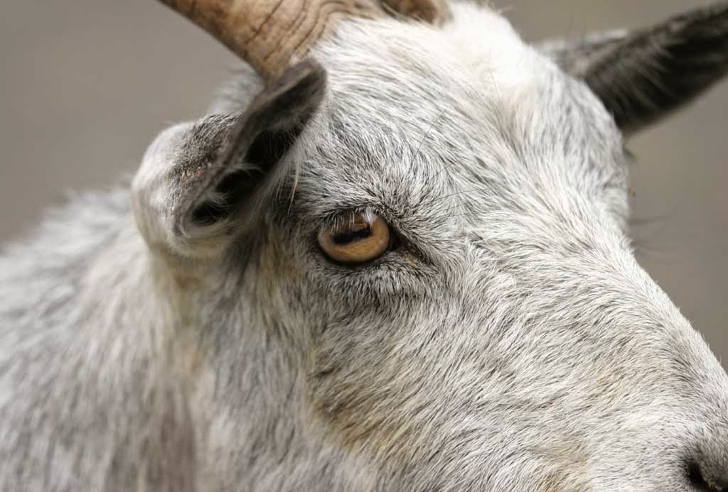 Collage art of Laura LeinSvencner Why do Goats have Rectangle Eye?