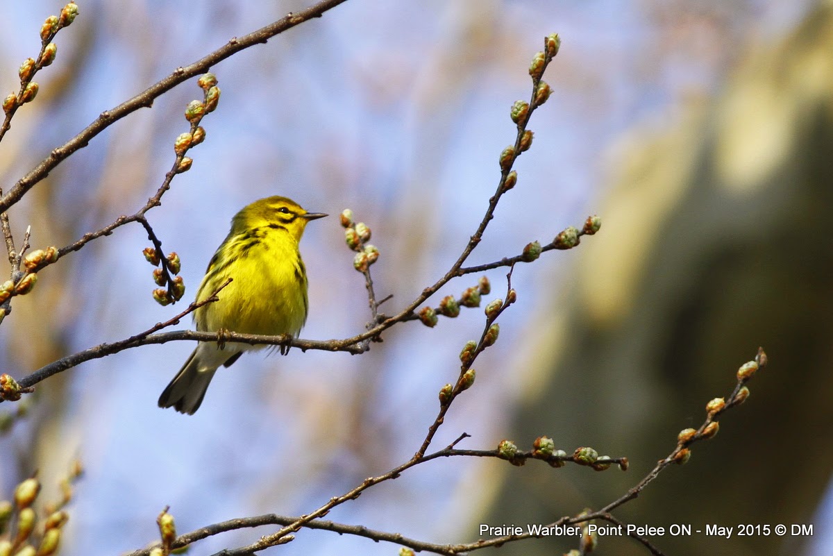 Prairie Warbler