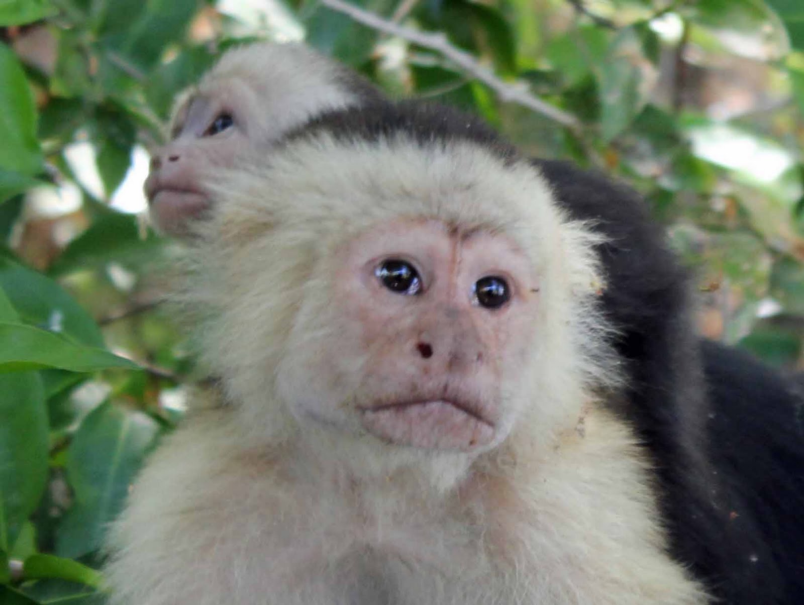 faces of monkeys