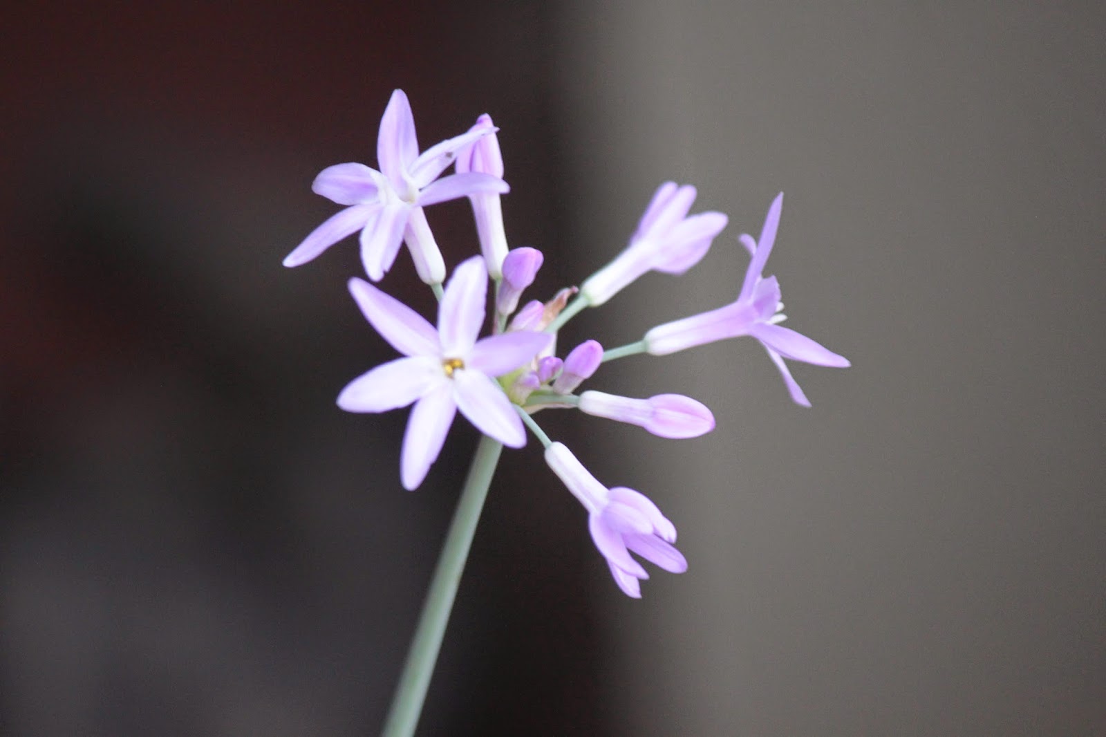 Finca Hierbaroma: Planta de ajillo en flor