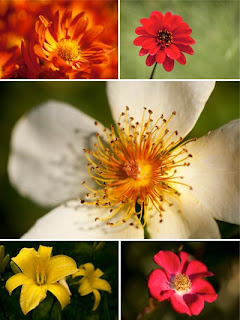 фото цветов картинки цветов фото цветов картинки цветов