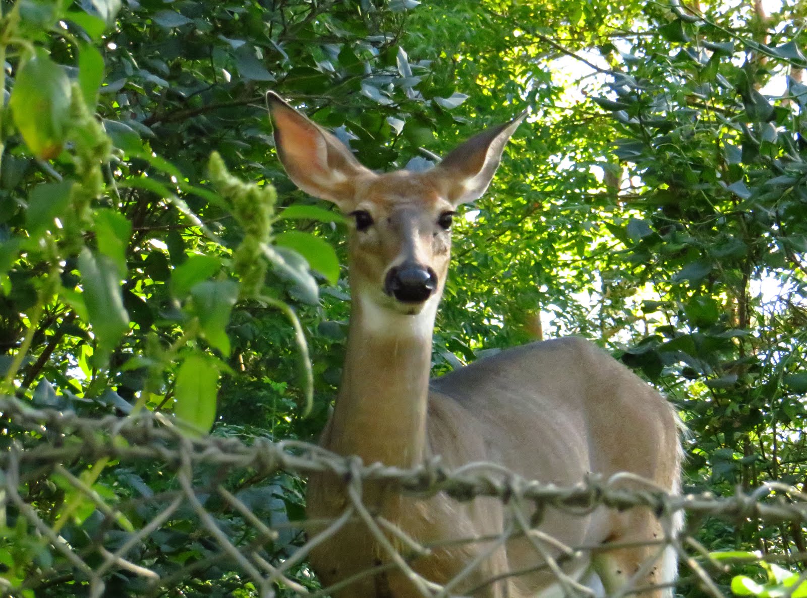 The Yearling Doe