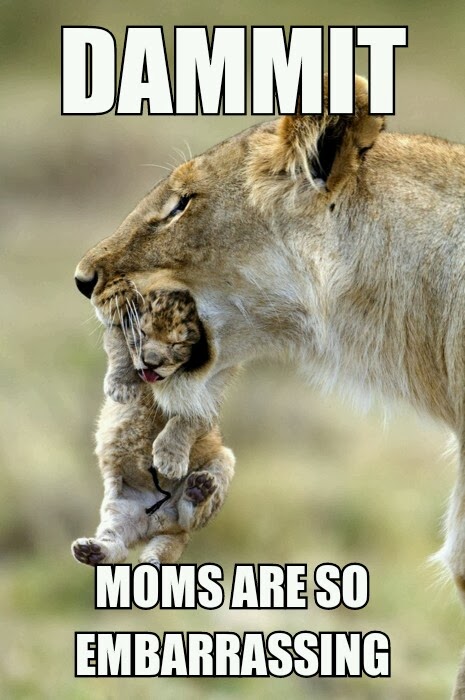 story of my life 10 silly cat memes tumblr_n0fergdfHn1s2b98qo1_500 story of my life 10 silly cat memes