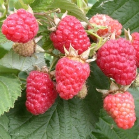 Pomi Fructiferi Si Arbusti Material Saditor Soiuri De Zmeur Heritage