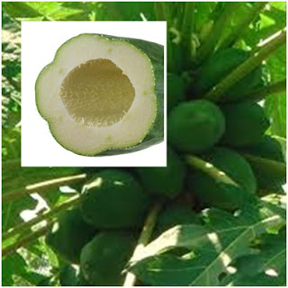 gout papaya treatment selected benefits health