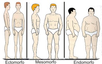 [Image: ectomorfo.jpg]