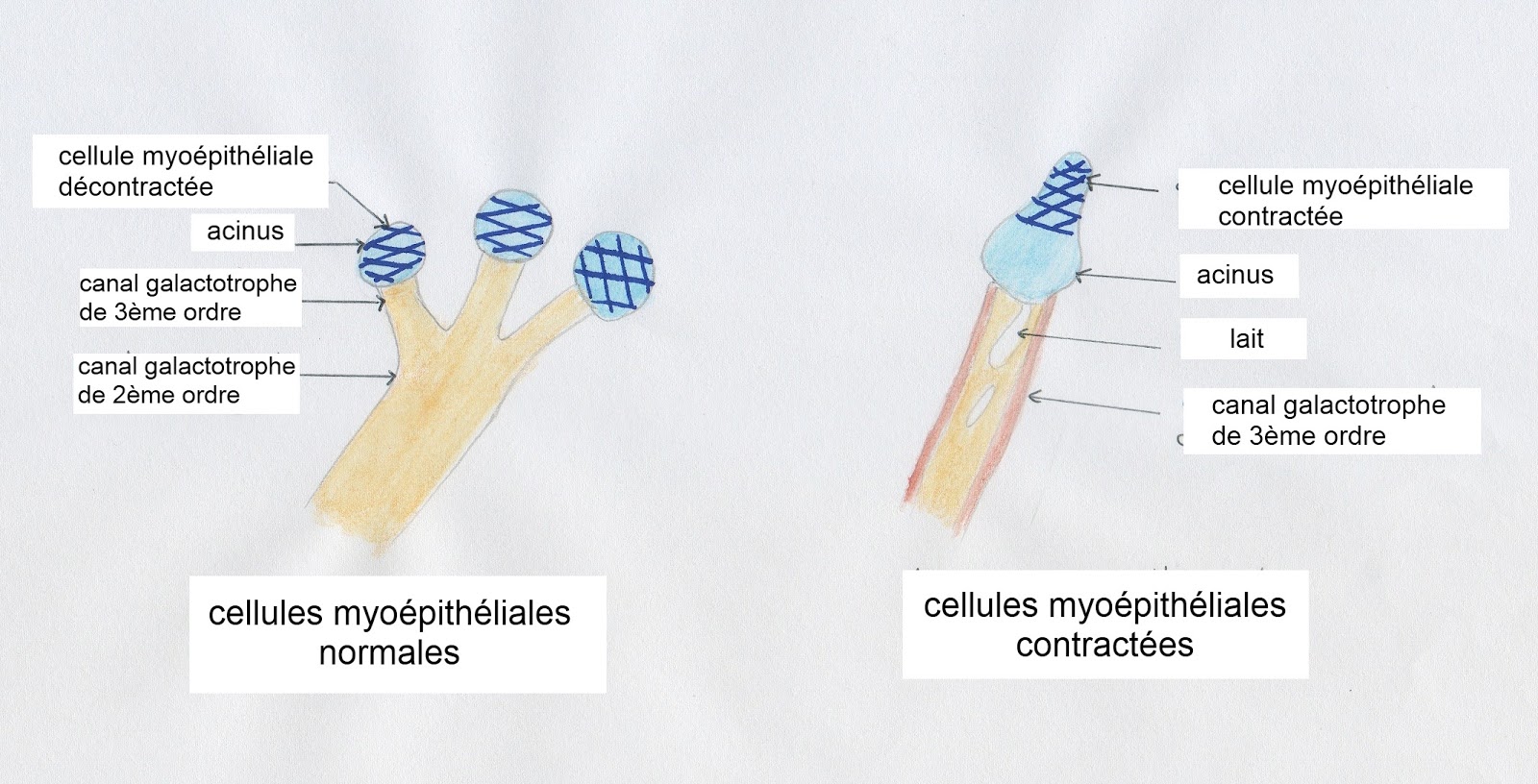 éjection lait; ejection, milk; milk let down; milk letdown