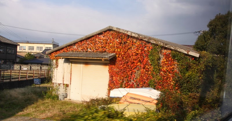 日本紅葉見頃 天橋立