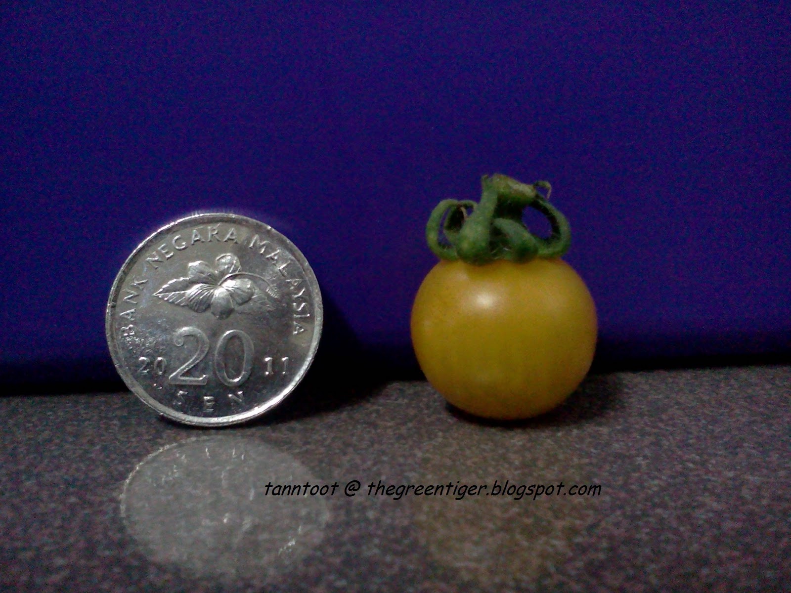 Green Tiger Tomato