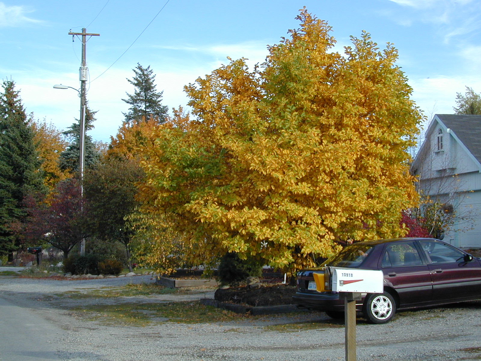 Trees of Santa Cruz County Magnolia x soulangiana Saucer Magnolia