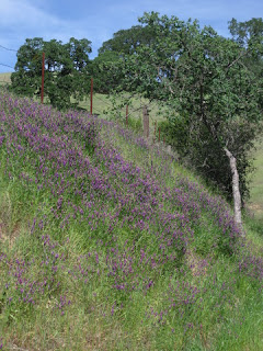 Purple vetch carpeting a hillside along the road to Henry Coe State Park, Morgan Hill, California