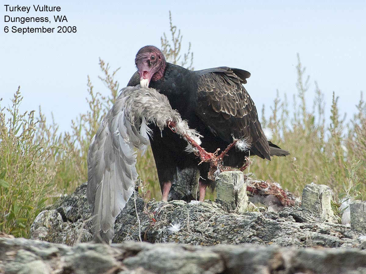 Northwest Nature Notes YES, WE HAVE VULTURES