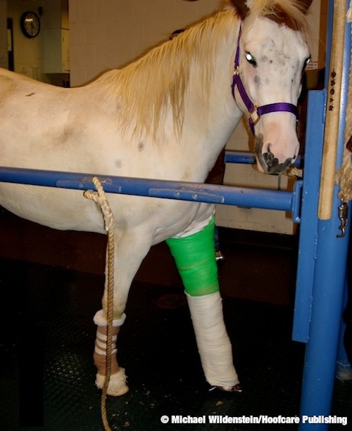 Fran Jurga`s Hoof Blog News from Hoofcare + Lameness St Nicholas